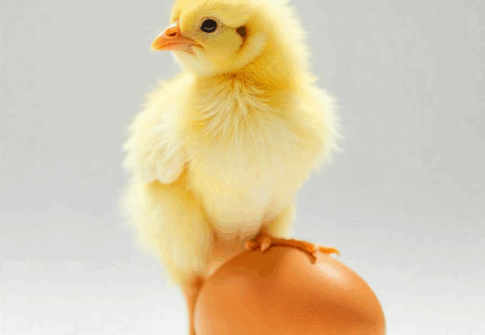 Day-Old Broiler Chicks