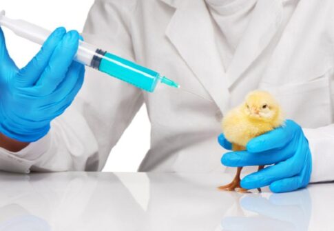 Poultry Pharma & Vaccines