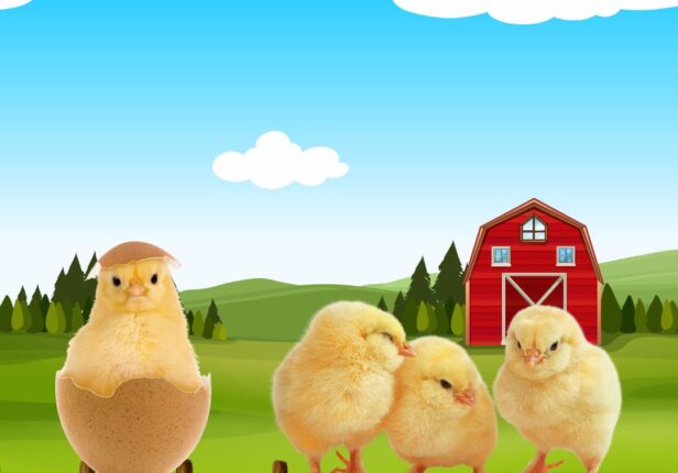 What is KK chicks ?